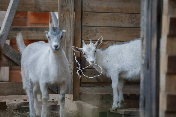 Goats Farm Goats Standing Wooden Shelter Looking Camera Benefits Goat — Stock Photo, Image