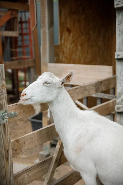 Goats Farm Goats Standing Wooden Shelter Looking Camera Benefits Goat — Stock Photo, Image