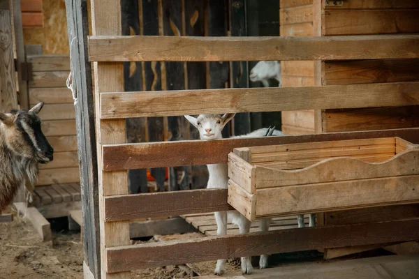 Çiftlikteki Keçiler Keçiler Ahşap Sığınakta Durup Kameraya Bakarlar Keçi Sütünün — Stok fotoğraf