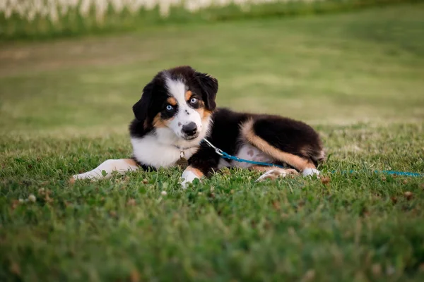 Μινιατούρα American Shepherd Κουτάβι Στο Γρασίδι Miniature American Shepherd Club — Φωτογραφία Αρχείου