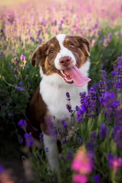 Miniature American Shepherd puppy dog in lavender. The Miniature American Shepherd Club of the USA (MASCUSA).