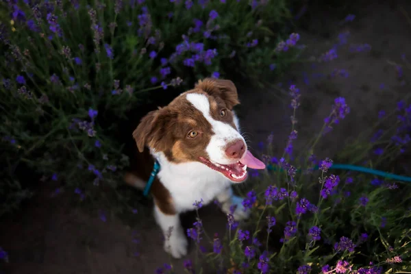 Miniature American Shepherd puppy dog in lavender. The Miniature American Shepherd Club of the USA (MASCUSA).