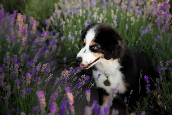 Miniature American Shepherd puppy dog in lavender. The Miniature American Shepherd Club of the USA (MASCUSA).