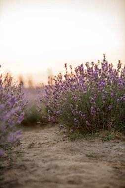 Sabah ışığında açan lavanta tarlası