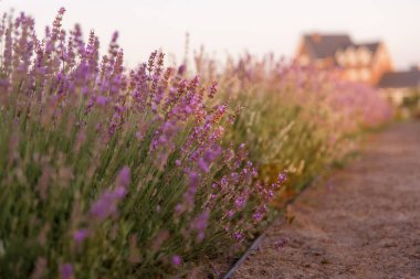 Güzel menekşe lavanta tarlası 