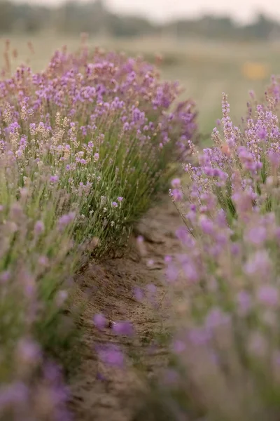Blühendes Lavendelfeld Morgenlicht — Stockfoto