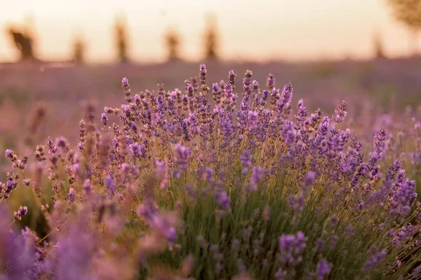 Blühendes Lavendelfeld Morgenlicht — Stockfoto