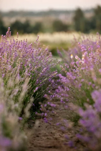 Schöne Violette Lavendelfeld — Stockfoto