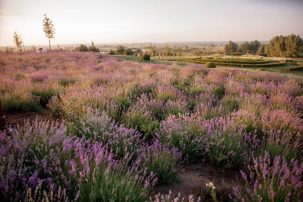 Schöne Violette Lavendelfeld — Stockfoto