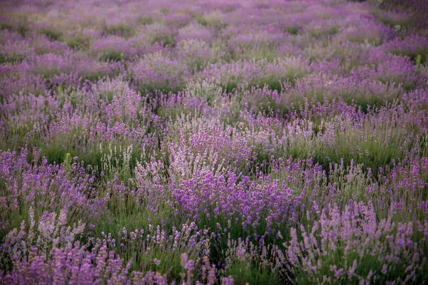 Schöne Violette Lavendelfeld — Stockfoto