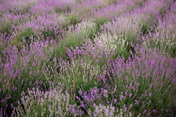 Lindo Campo Lavanda Violeta — Fotografia de Stock