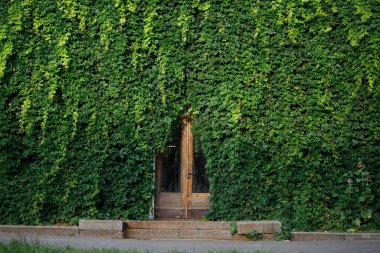 Yeşil sarmaşık duvarı. Hedera spirali. Doğal yeşilliğin orijinal dokusu. Sıradan bir sarmaşıkla çit süsleme. Zarif yaprakların arkaplanı. Tasarım için doğa konsepti