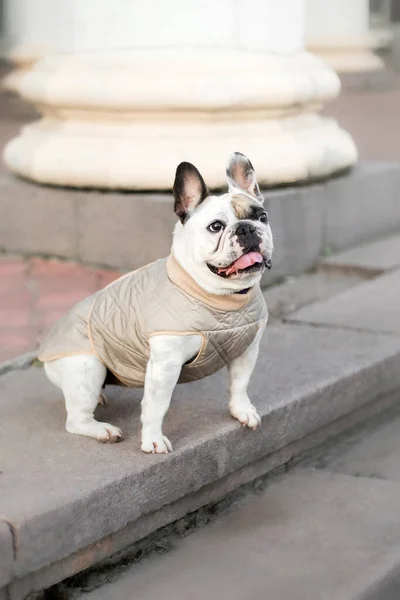 フランスのブルドッグ 犬用の服 服を着た犬 — ストック写真