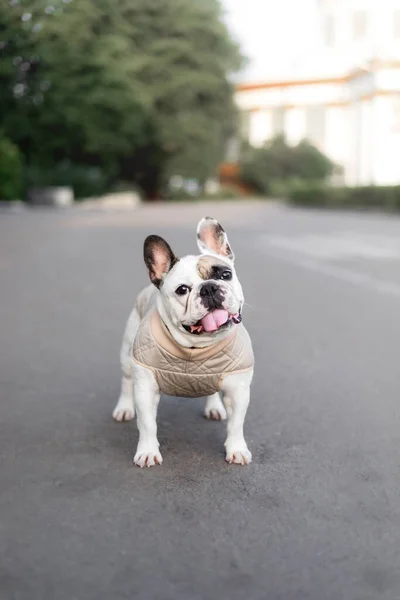 Bulldog Francés Ropa Para Perros Perro Vestido — Foto de Stock