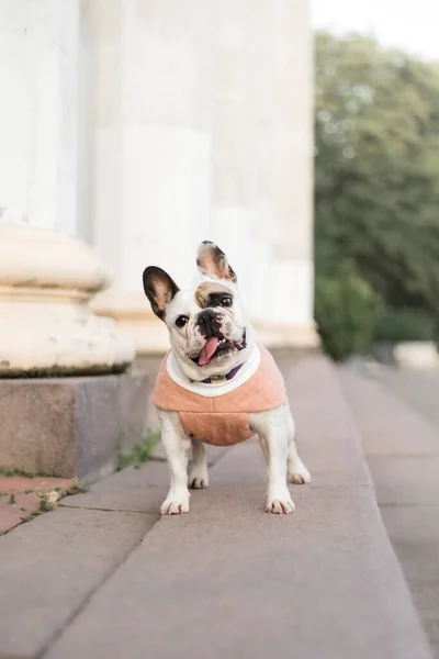 Bulldog Francês Roupas Para Cães Cão Vestido — Fotografia de Stock