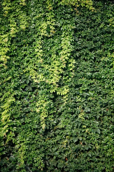 アイビーテクスチャ アイビー ヘッジ アイビーベリーを背景に アイビー壁紙 アイビーベリーの背景画像 アイビーウォール 緑の壁 緑の植物の質感 緑の葉の背景 — ストック写真