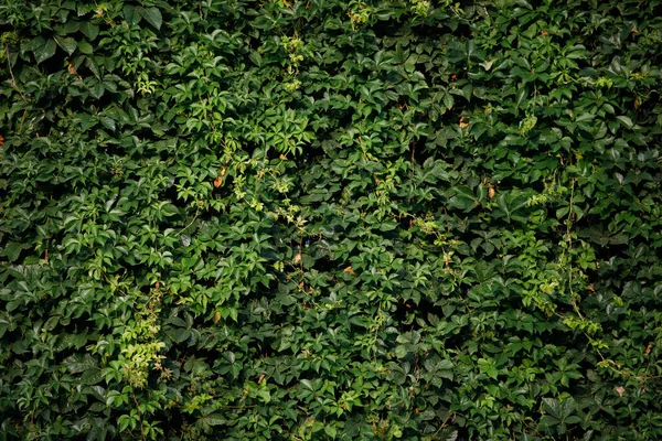 Ivy Struktur Ivy Hedge Bakgrund Ivyberry Bakgrund Ivy Tapet Ivyberry — Stockfoto