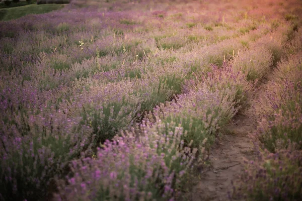 Blooming Lavender Field Sunset — Stock Photo, Image