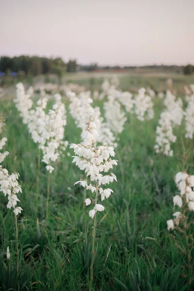 Fleurs Blanches Forme Cloche Pleine Floraison Fleurs Yucca Asparagaceae Fleurs — Photo