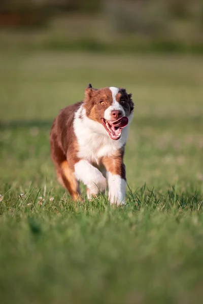 Minyatür Amerikan Çoban Köpeği — Stok fotoğraf