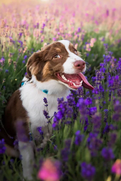 Cão Cachorro Pastor Americano Miniatura Campo Lavanda — Fotografia de Stock