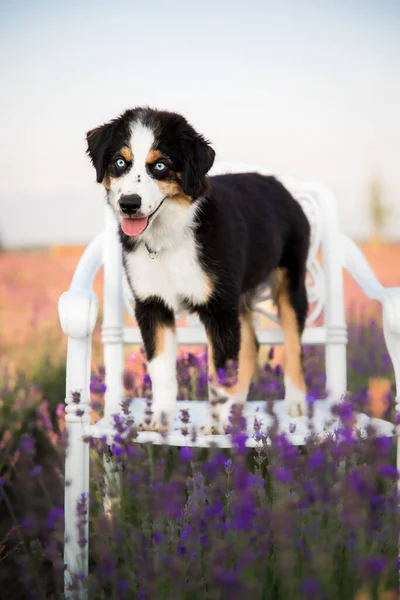 Miniatura American Shepherd Szczeniak Dziedzinie Lawendy — Zdjęcie stockowe