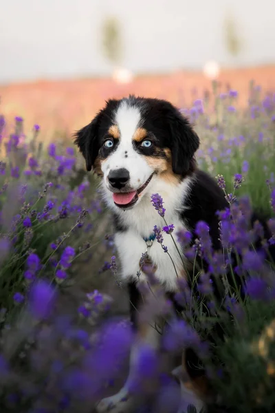 Cagnolino Pastore Americano Miniatura Campo Lavanda — Foto Stock