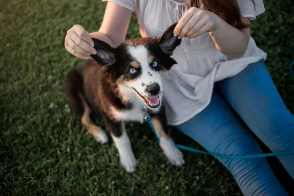 Filhote Cachorro Com Dono Cão Pastor Americano Miniatura — Fotografia de Stock