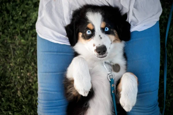 Puppy Met Eigenaar Miniatuur Amerikaanse Herder Hond — Stockfoto