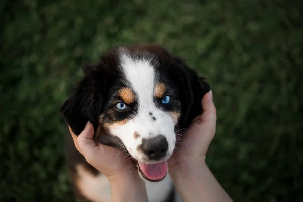 Щеня Власником Крихітний Американський Собака Вівчар — стокове фото