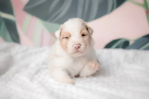 Filhote Cachorro Engraçado Bonito Cama Branca Cãozinho Pastor Australiano Cãozinho — Fotografia de Stock