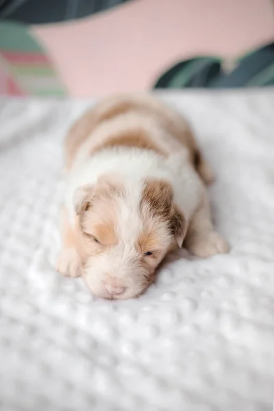 白いベッドの上で面白いかわいい子犬 オーストラリアの羊飼いの子犬 新生児子犬 — ストック写真