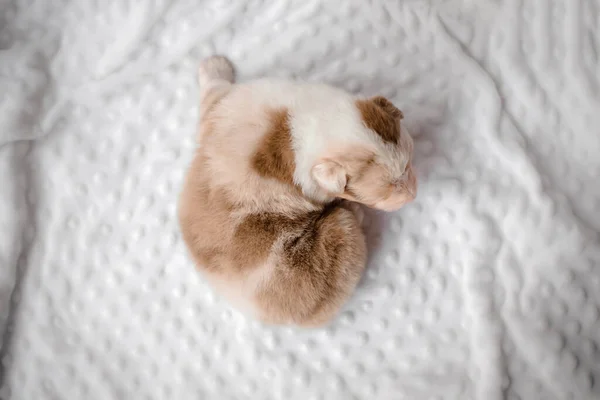 Filhote Cachorro Engraçado Bonito Cama Branca Cãozinho Pastor Australiano Cãozinho — Fotografia de Stock