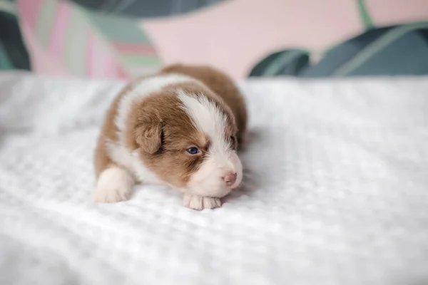 Lucu Cute Puppy Tempat Tidur Putih Anjing Gembala Australia Anak — Stok Foto