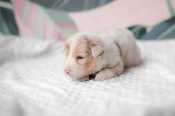 Filhote Cachorro Engraçado Bonito Cama Branca Cãozinho Pastor Australiano Cãozinho — Fotografia de Stock