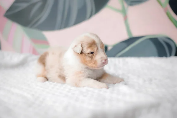 Funny Cute Puppy White Bed Australian Shepherd Puppy Newborn Puppy — Stock Photo, Image