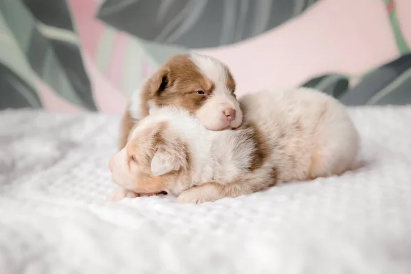 Nyfödd Valp Australiska Shepherd Puppy Hundkull — Stockfoto