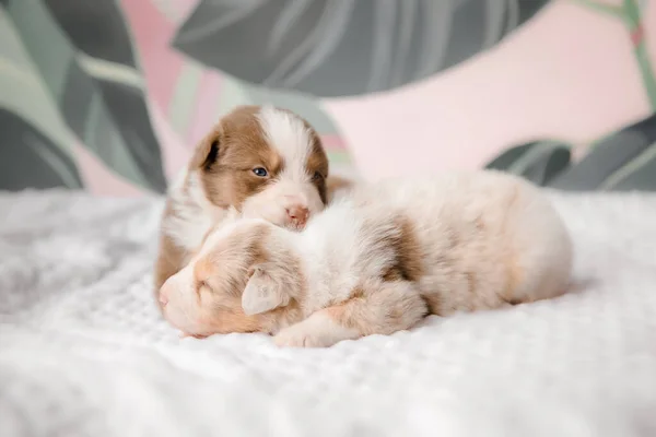 Anak Anjing Baru Lahir Australian Shepherd Puppy Tandu Anjing — Stok Foto