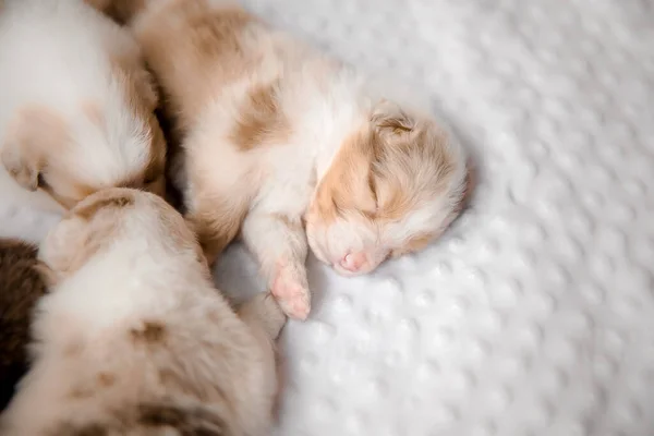 Newborn Puppy Australian Shepherd Puppy Dog Litter — Stock Photo, Image