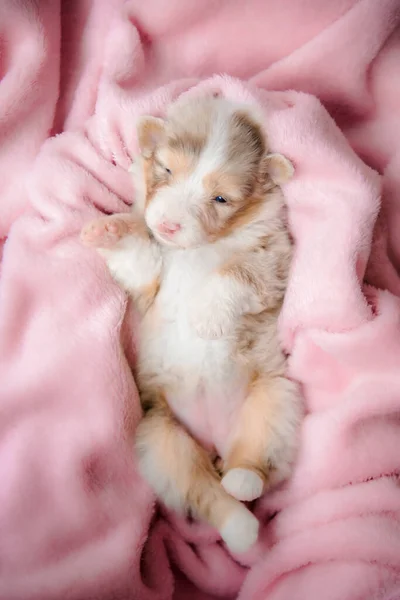 Adorable Newborn Puppy Sleeping — Stock Photo, Image