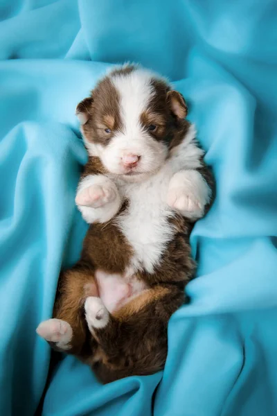 Adorable Cachorro Recién Nacido Durmiendo — Foto de Stock