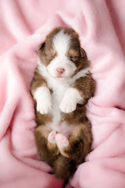 Schattig Pasgeboren Pup Slapend — Stockfoto