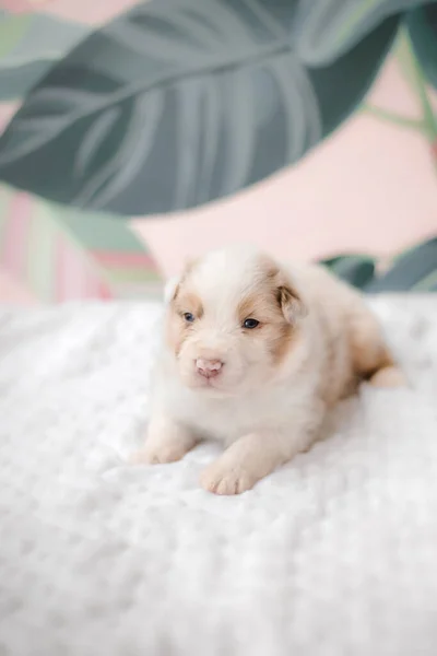 Simpatico Cucciolo Carino Sul Letto Bianco Cucciolo Pastore Australiano Cucciolo — Foto Stock
