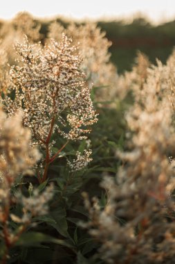 Gün batımında kır çiçekleri. Yaz manzarası