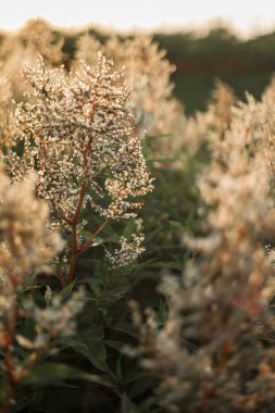Gün batımında kır çiçekleri. Yaz manzarası