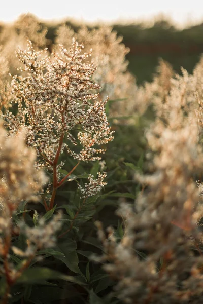 Gün batımında kır çiçekleri. Yaz manzarası