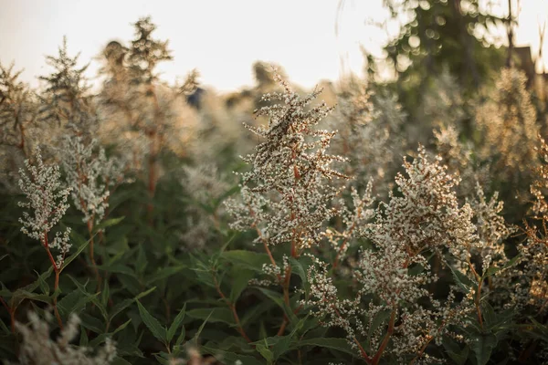 Fleurs Sauvages Coucher Soleil Paysage Été — Photo