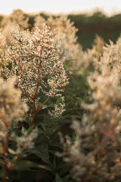 Gün batımında kır çiçekleri. Yaz manzarası