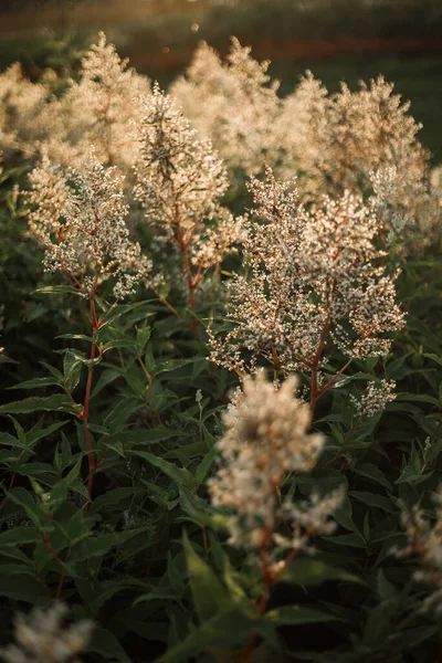 Fleurs Sauvages Coucher Soleil Paysage Été — Photo