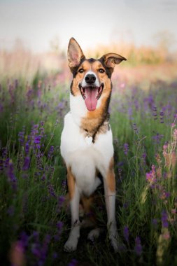 Lavanta çiçekli köpek. Sevimli hayvan. Lavanta tarlasında bir köpek. Doğada evcil hayvan